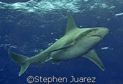 Sandbar Shark North Shore Oahu by Stephen Juarez 